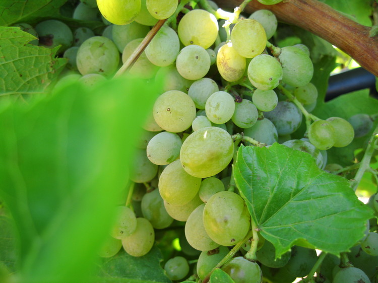 Water, irrigation and viticulture